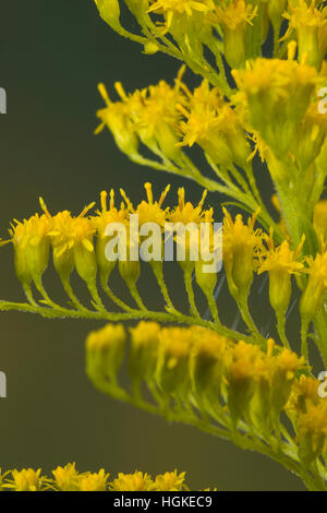 Kanadische Goldrute, Einzelblüten, Solidago Canadensis, Kanada Goldrute Stockfoto