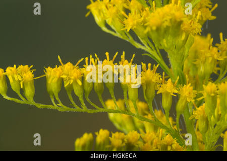 Kanadische Goldrute, Einzelblüten, Solidago Canadensis, Kanada Goldrute Stockfoto