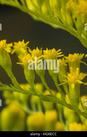 Kanadische Goldrute, Einzelblüten, Solidago Canadensis, Kanada Goldrute Stockfoto