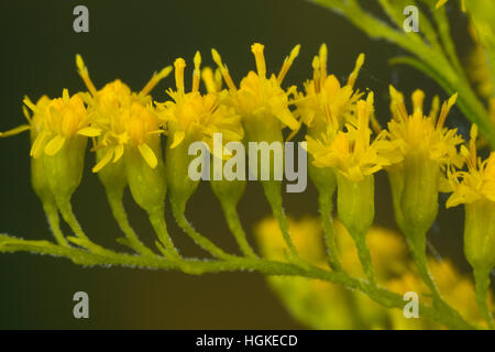 Kanadische Goldrute, Einzelblüten, Solidago Canadensis, Kanada Goldrute Stockfoto