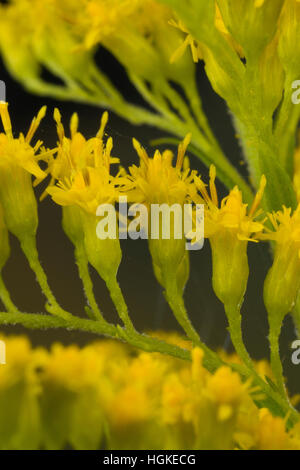 Kanadische Goldrute, Einzelblüten, Solidago Canadensis, Kanada Goldrute Stockfoto