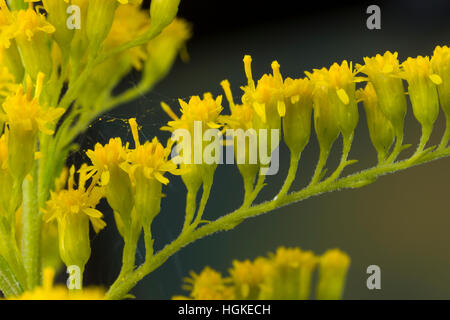 Kanadische Goldrute, Einzelblüten, Solidago Canadensis, Kanada Goldrute Stockfoto