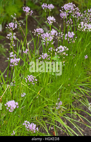 Kantiger Lauch, Kanten-Lauch, Kantenlauch, Allium Angulosum, Allium Acutangulum, Maus Knoblauch, scharfe Knoblauch Stockfoto