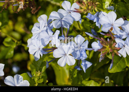 Kap-Bleiwurz, Kapbleiwurz, Bleiwurz, Plumbago Auriculata, Plumbago Capensis, Blue Graphit, Cape Graphit, Kap Leadwort Stockfoto