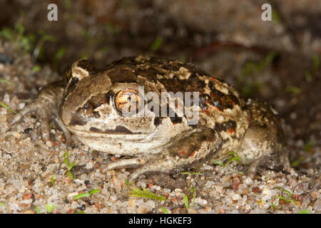 Knoblauchkröte, Knoblauch-Kröte, Kröte, Pelobates Fuscus, gemeinsame katzenähnliche Knoblauch Kröte, Schaufelkröte, Krötenfrosch Stockfoto