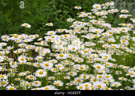 Magerwiesen-Margerite - Leucanthemum Vulgare, die Ochsen-Auge Gänseblümchen im Garten Stockfoto