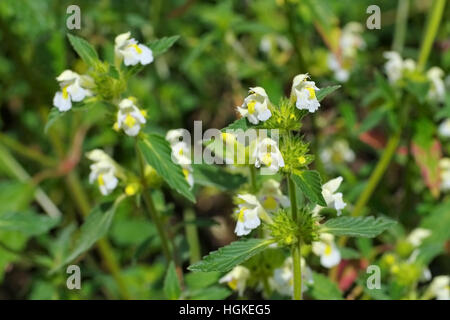 sterben Sie Heilpflanze Saat-Hohlzahn - pflanzliche Pflanze Downy Hanf-Brennessel oder Galeopsis segetum Stockfoto