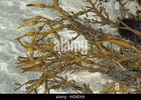 Knotentang, Knoten-Tang, Ascophyllum Nodosum, Ascophylla Nodosa, Rockweed, norwegische Seetang, verknotete Seetang, verknotete Wrack Wrack, gelbe Tang, Knobbe Ei Stockfoto