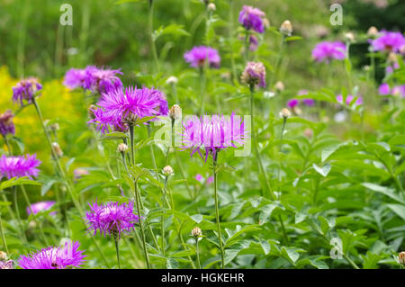Oder Weißliche Flockenblume Centaurea Dealbata - mehrjährige Kornblume oder Centaurea Dealbata Blume im Frühlingsgarten Stockfoto