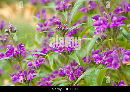 Wind-Brandkraut, Phlomis Herba-Venti - Phlomis Herba-Venti, ein lila Wildblumen Stockfoto