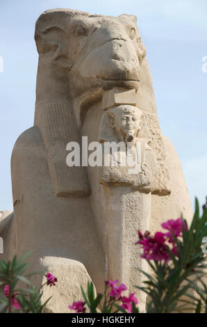 Nahaufnahme der Sphinx des Gottes Amon Ra, Körper des Löwen und Kopf eines Schafe und König Nectanebu stand vor der sphinx Stockfoto