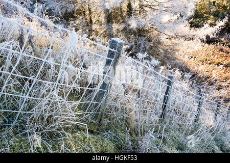 Reif auf einem Drahtzaun und Gras hinunter eine Steigung in den schottischen Borders. Schottland Stockfoto
