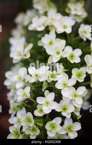 zierliche weiße Sommer blühende Hortensie 'Schneeflocke' - gedeihen Jane Ann Butler Fotografie JABP1772 Stockfoto