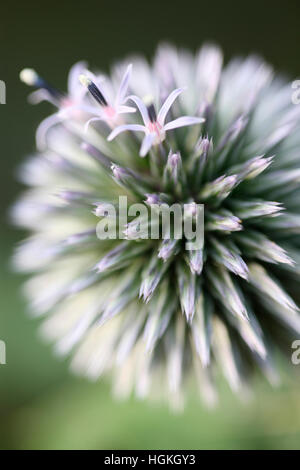 Echinops Ritro Globe Thistle, Trollblume - Sprache der Blumen "Adel des Zeichens" Jane Ann Butler Fotografie JABP1774 Stockfoto