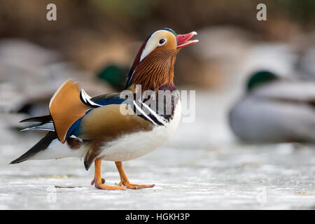 Schöne Mandarinente auf dem zugefrorenen See in einem park Stockfoto