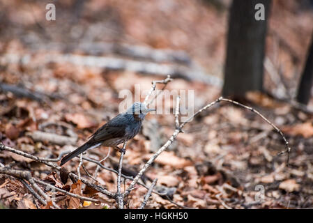 Vogel auf einem Ast alleine in einem Wald Stockfoto