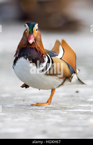 Schöne Mandarinente auf dem zugefrorenen See in einem park Stockfoto