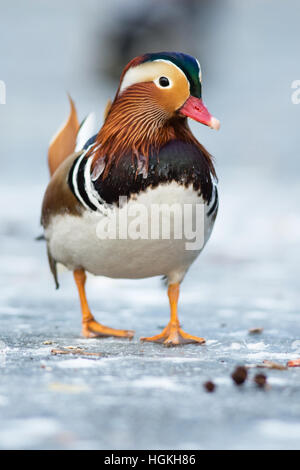 Schöne Mandarinente auf dem zugefrorenen See in einem park Stockfoto