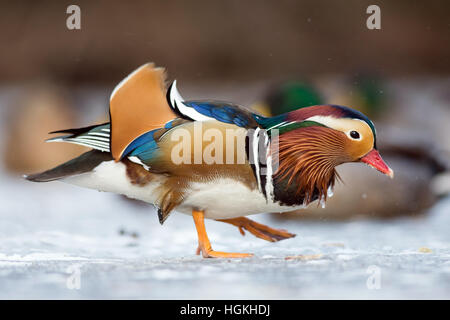 Schöne Mandarinente auf dem zugefrorenen See in einem park Stockfoto