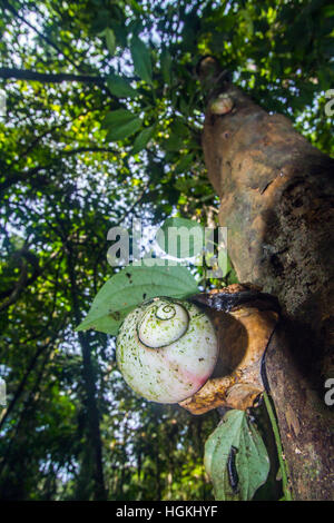 Riesen Baum Schnecke im Sinharaja Regenwald Natur reserve, Sri Lanka; Specie Acavus Phoenix Familie von Acavidae Stockfoto