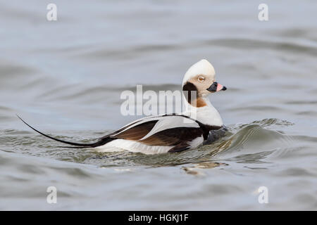 Eisente (Clangula Hyemalis), Drake, Erwachsene Winter, Schwimmen, Barnegat Leuchtturm, USA Stockfoto