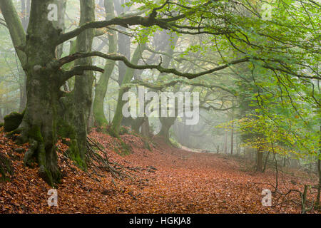 Herbst Nebel im Wald auf der Quantock Hills in der Nähe von Nether Stowey Somerset England. Stockfoto