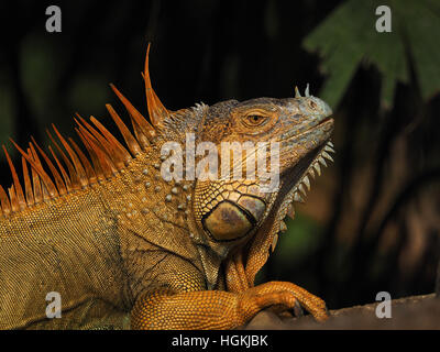 Grüner Leguan, Muelle San Carlos, Costa Rica Stockfoto