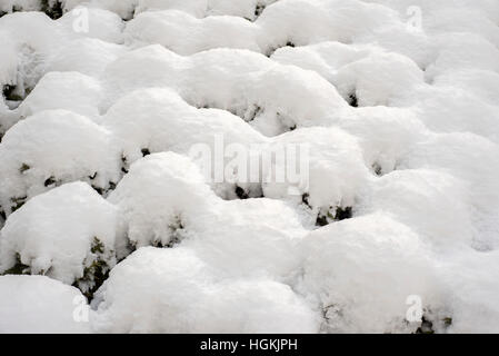 Schnee auf den Büschen Stockfoto