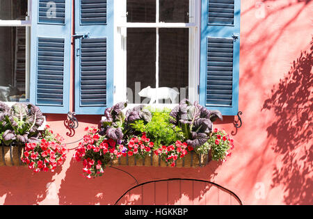 Haus im Kolonialstil mit roten Wänden, blaue Fensterläden, Blumenkasten und Katze im Fenster Stockfoto