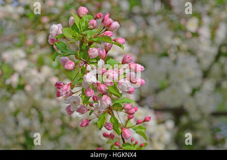 Ein Zweig der Holzapfel (Malus) Blüten gehört eine kleine blühende Laubbaum, die Vorboten der einen frühen Frühling. Stockfoto