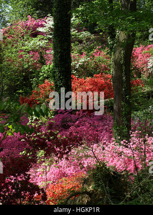 Eine Palette von Azaleen blühen in der National Arboretum Azalea Collection, Washington, D.C. Stockfoto
