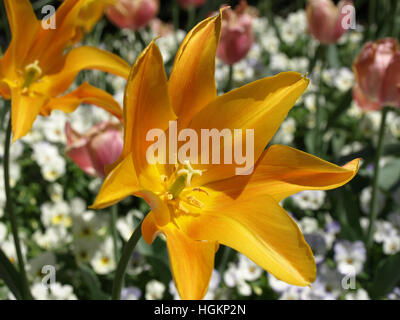 Lilie-blühende Tulpe, Apricot Glow, mit weichen Hintergrund der weißen Stiefmütterchen und rosa Tulpen. horizontale Stockfoto