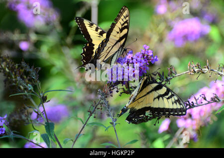 Schwarze und gelbe Schmetterlinge landen auf eine lila Blume. Stockfoto