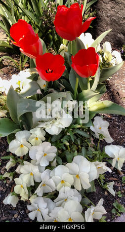 Rote Tulpen und White-faced Stiefmütterchen zieren eine Frühling Garten Display. Stockfoto