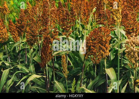 Eine wichtige Getreideart weltweit kultivierten Hirse Feld Stockfoto