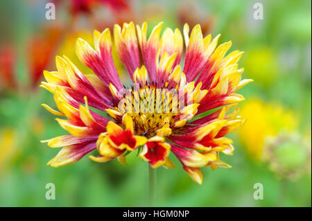 Nahaufnahme eines pulsierenden roten und gelben, Sommer blühenden Gaillardia, auch bekannt als die Decke Blume, weichen Hintergrund Stockfoto