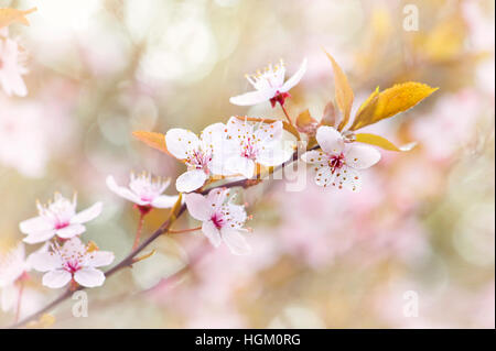 Prunus Cerasifera 'Nigra' - Black Cherry Plum Stockfoto