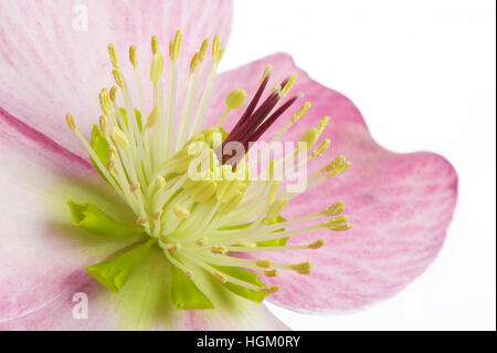 High-Key-Bild einer Feder Nieswurz Blüte auch bekannt als die Fastenzeit oder Christrose, Aufnahme vor einem weißen Hintergrund Stockfoto