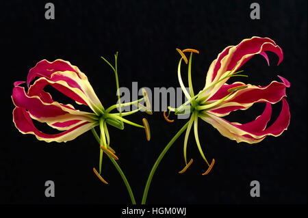 Gloriosa Superba Blumen Lilien sind auch bekannt als Flamme Lily, Herrlichkeit Lilie, Lilie Klettern und kriechen Lilie. Stockfoto