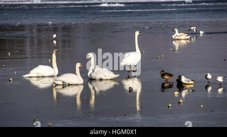 Zemun, Serbien - Schwäne, Enten und Möwen auf einer Eisfläche der Donau Stockfoto