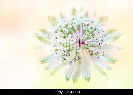 Astrantia große weiße Blume close-up, Sommerblume auch bekannt als Mastwerwort und englischen Cottage Garten mehrjährige Pflanze. Stockfoto