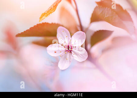 Prunus Cerasifera 'Nigra' - Black Cherry Plum Frühling rosa Blüte auf einem weichen Hintergrund Stockfoto