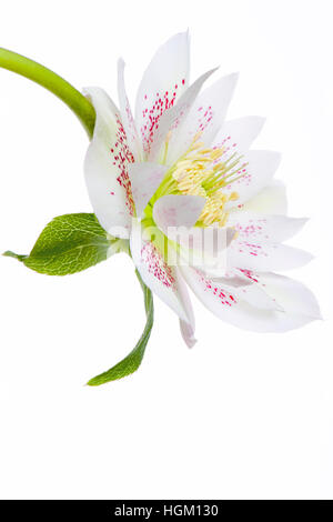 Ein High-Key-Bild einer Feder Nieswurz Blüte Blume auch bekannt als die Fastenzeit oder Christrose. Stockfoto