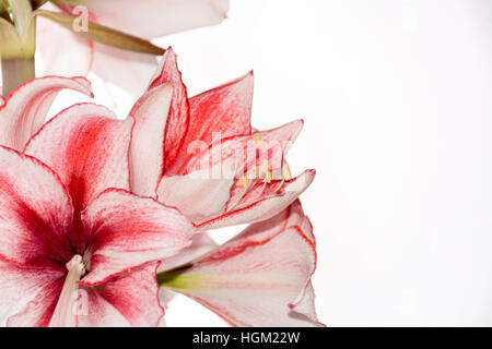 Hippeastrum Amaryllis Charisma, holländische Hybride, großen weiß-rosa Blüten Stockfoto