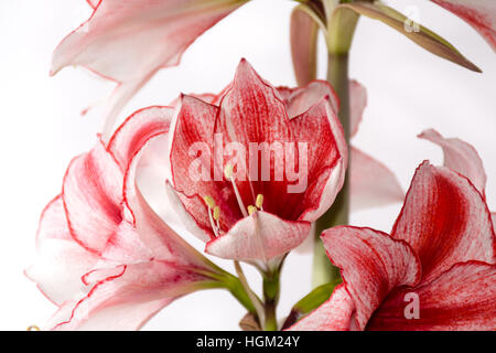 Hippeastrum Amaryllis Charisma, holländische Hybride, großen weiß-rosa Blüten Stockfoto