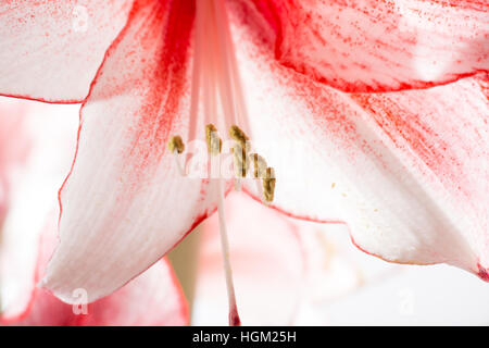 Hippeastrum Amaryllis Charisma, holländische Hybride, großen weiß-rosa Blüten Stockfoto