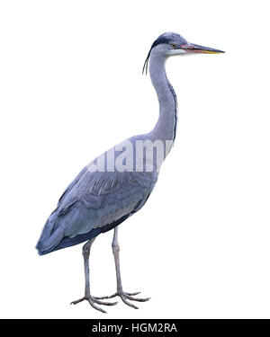 Great Blue Heron (Ardea Herodias) von WWT London Wetland Centre isoliert auf weißem Hintergrund. Stockfoto