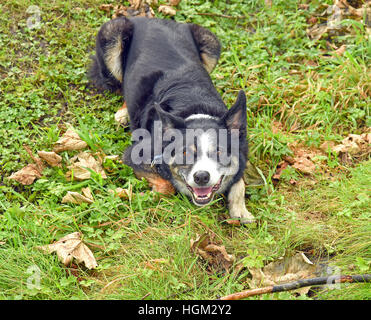 Porträt der schönen schwarz-weiß Border-Collie Kreuz Gebrauchshund. Stockfoto