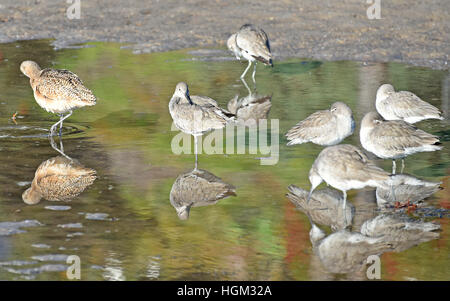 Marmoriert Godwits (Limosa Fedoa) Fütterung in ein Gezeitenbecken California Ufer entlang. Stockfoto