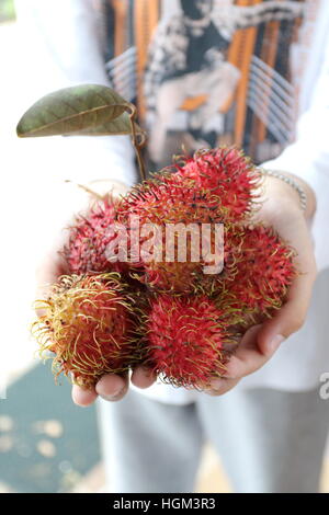 Nahaufnahme von Hand mit Nephelium Lappaceum oder auch Rambutan Früchte Stockfoto